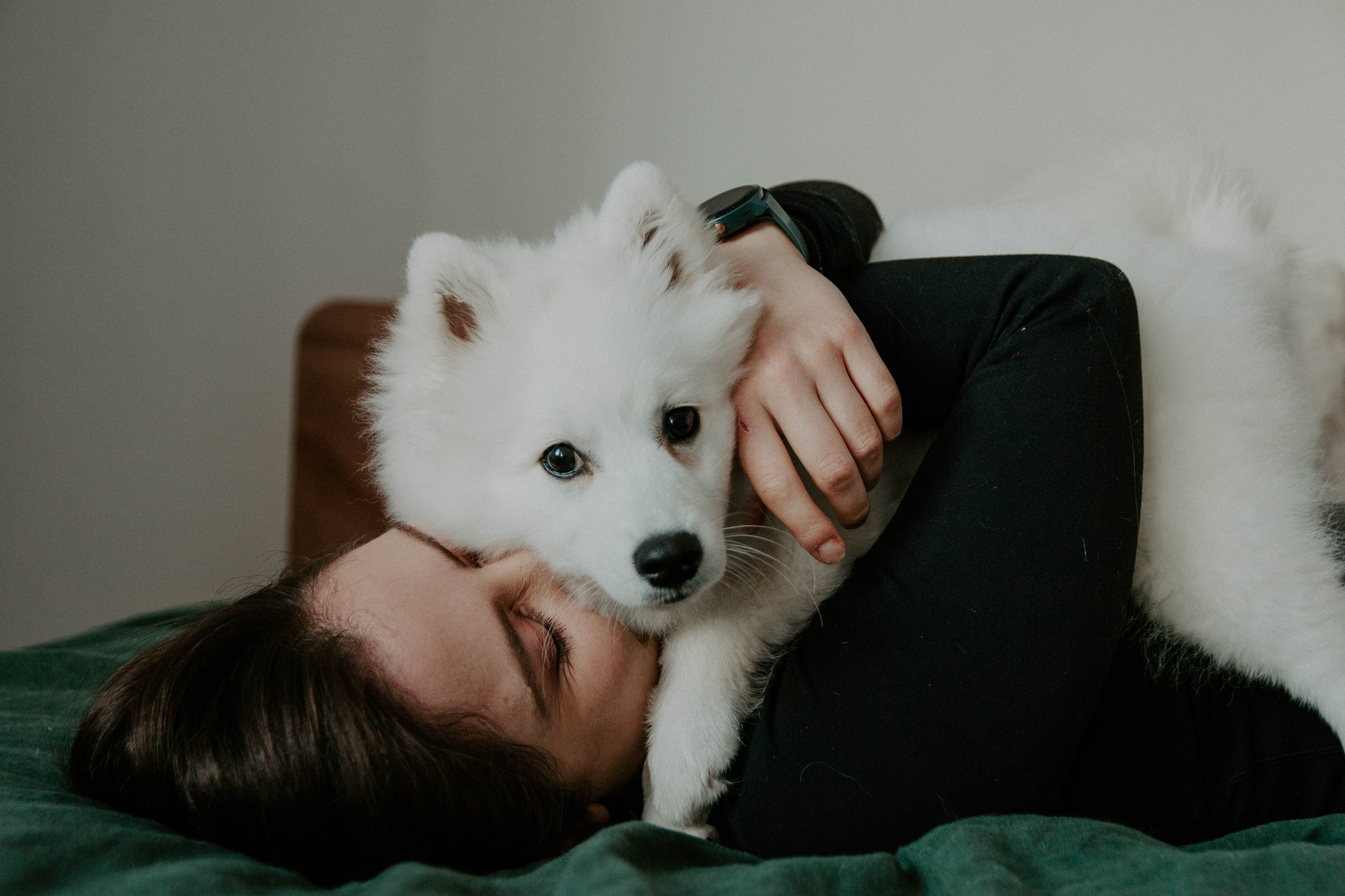 puppy photography, melbourne, lifestyle home photoshoot