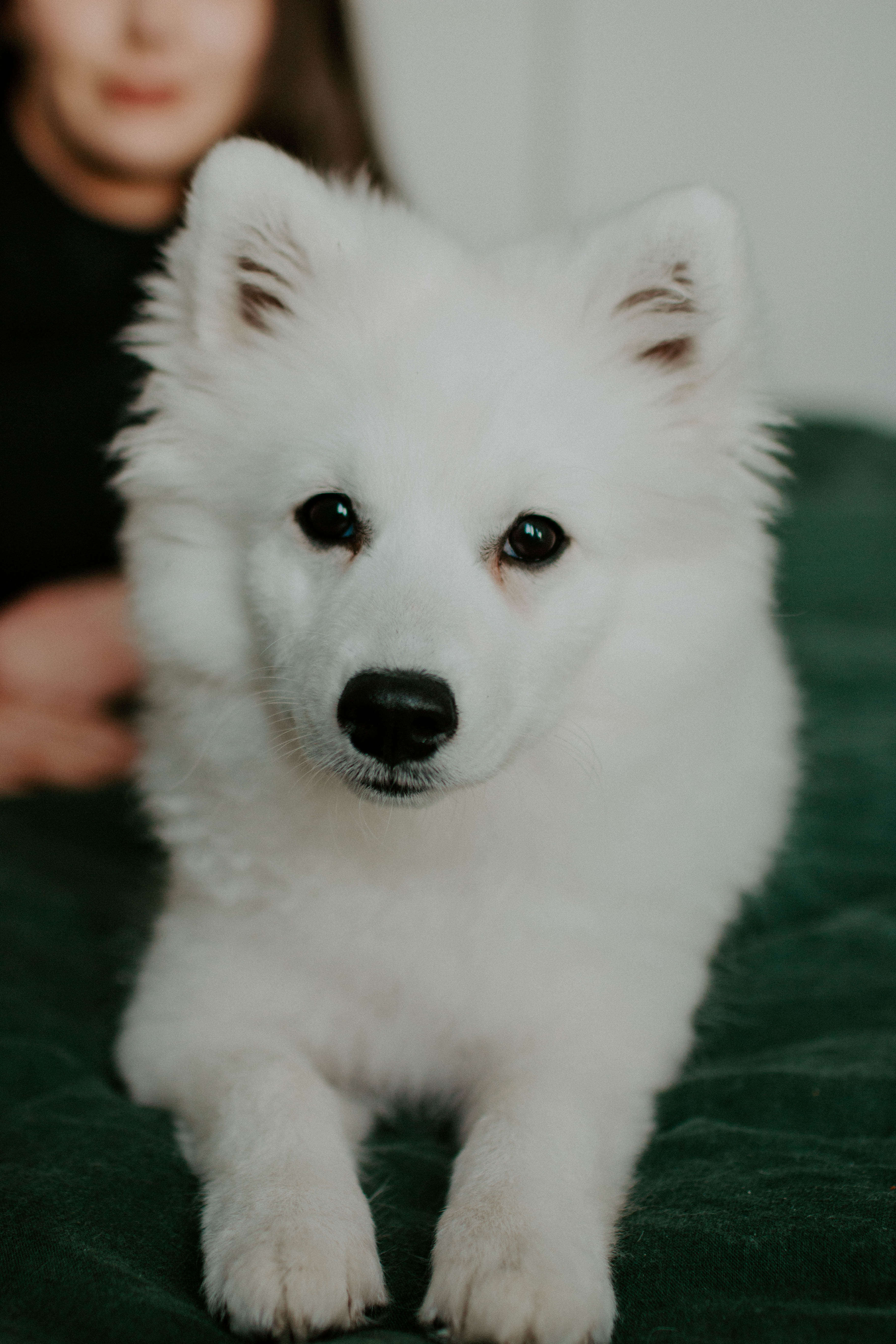 puppy photography, melbourne, lifestyle home photoshoot