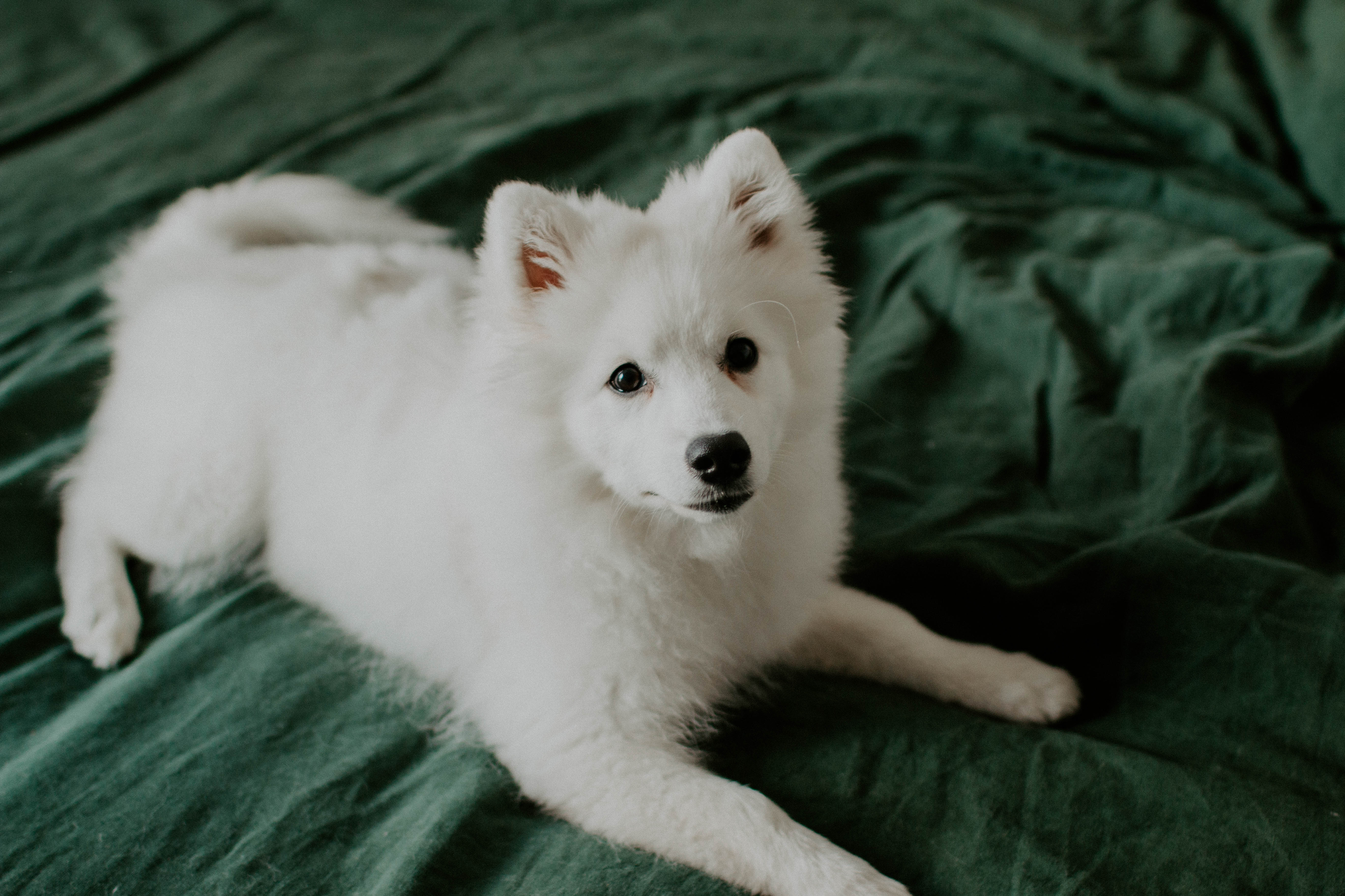 puppy photography, melbourne, lifestyle home photoshoot