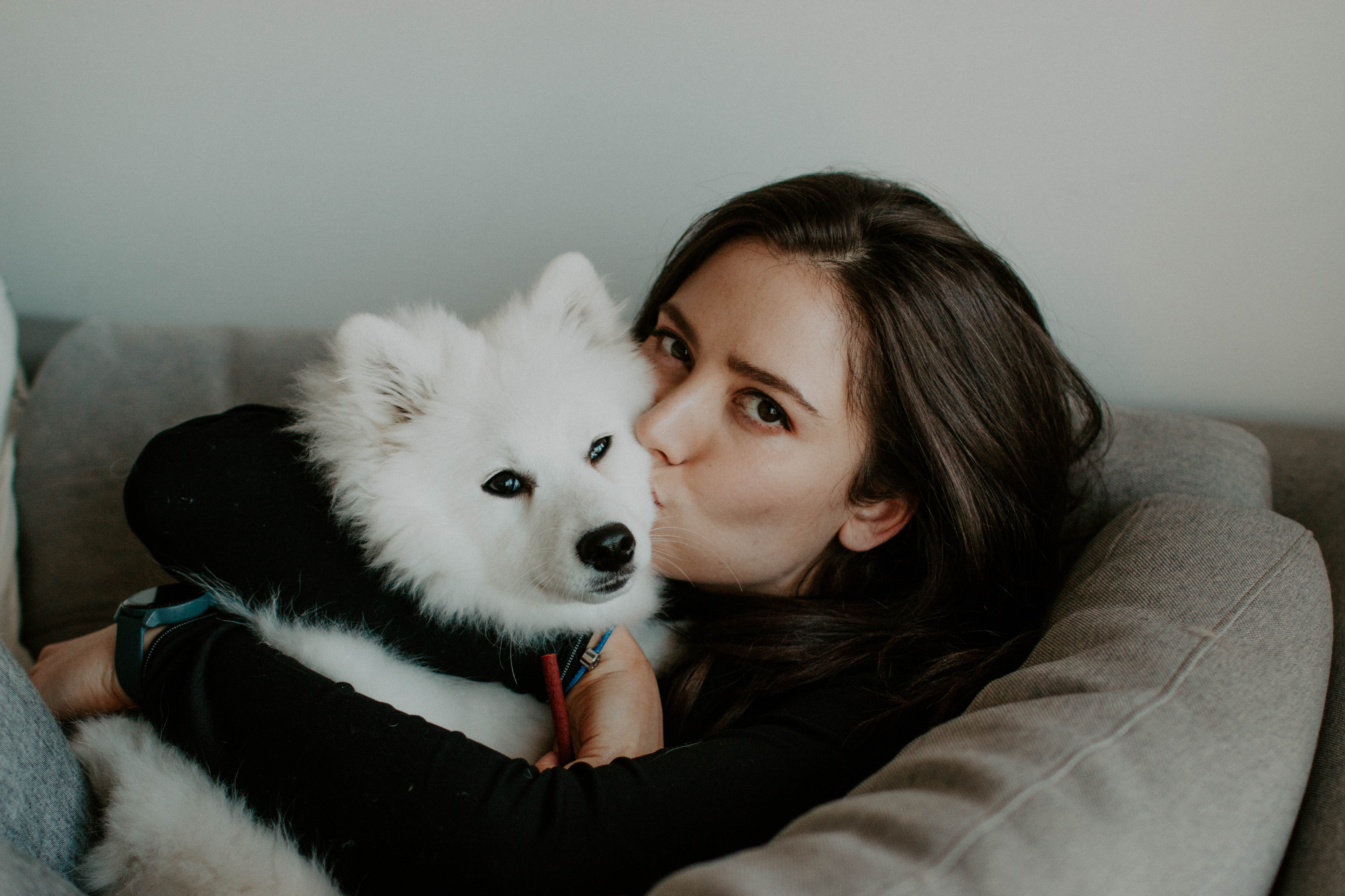 puppy photography, melbourne, lifestyle home photoshoot, japanese spitz