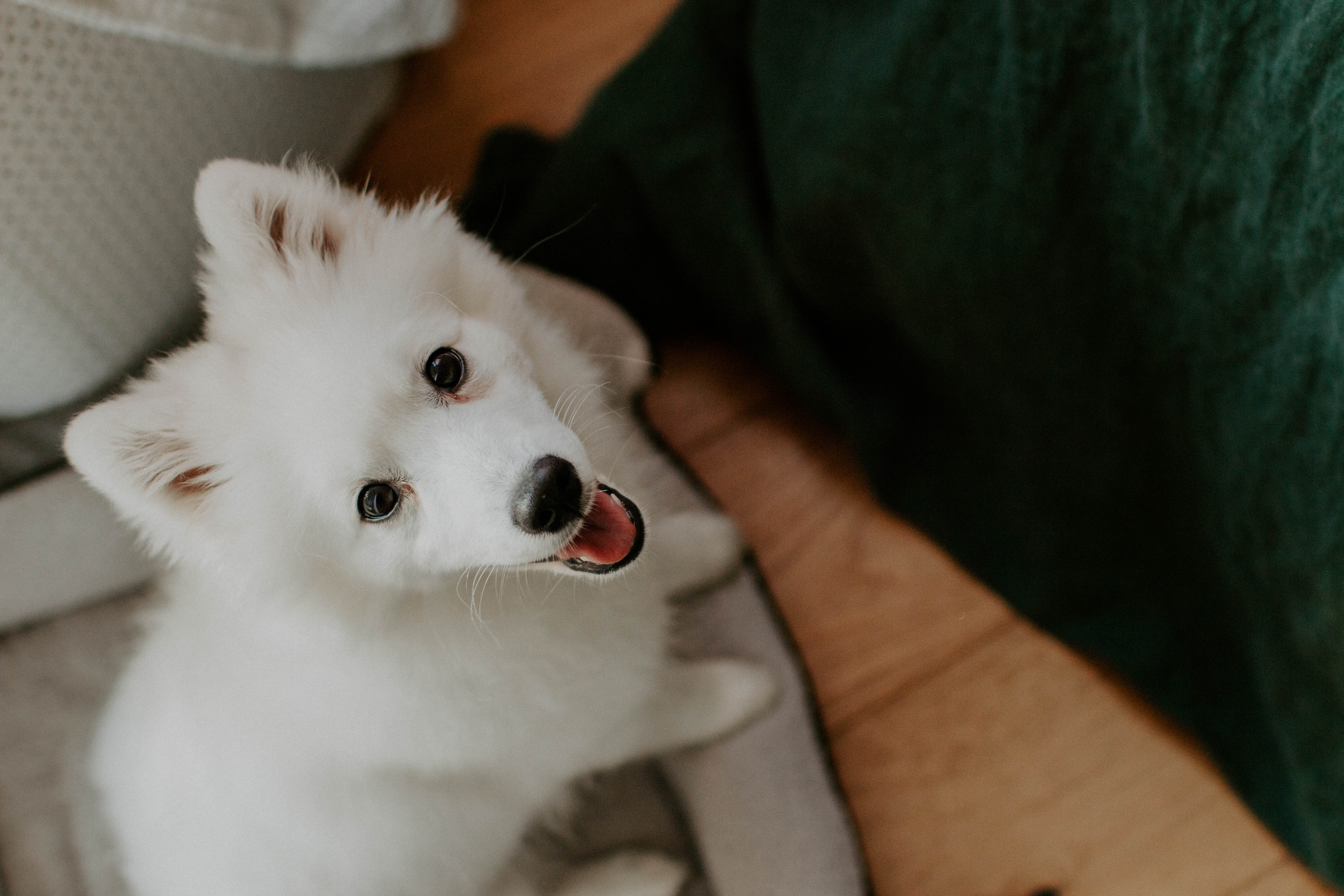 puppy photography, melbourne, lifestyle home photoshoot, japanese spitz
