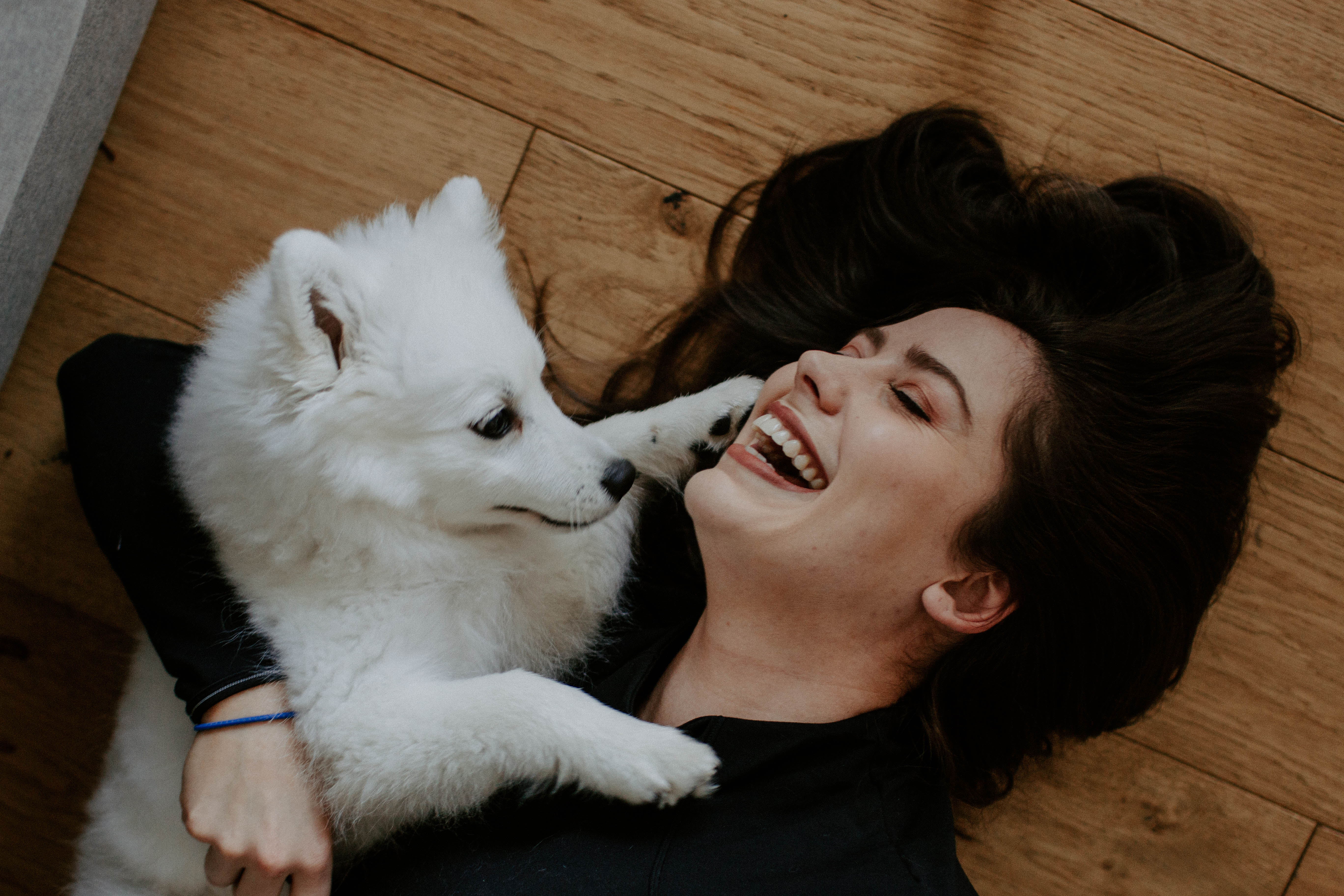 puppy photography, melbourne, lifestyle home photoshoot